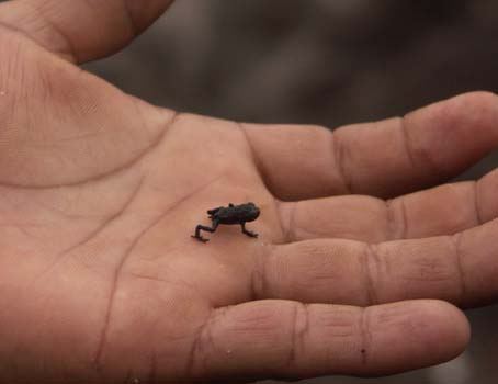 a frog 
on roraima